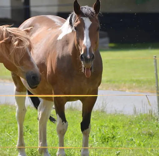 호텔 Sulzbacher Hof 술츠바흐